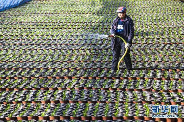 1月8日,在河北省廊坊市广阳区北旺乡花卉种植基地,花农为花苗浇水.