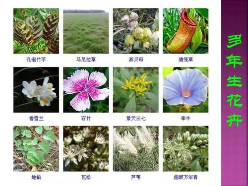 超全常见花卉植物图谱 1332种