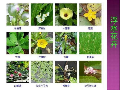 1332种 超全常见花卉植物图谱,你都认识吗