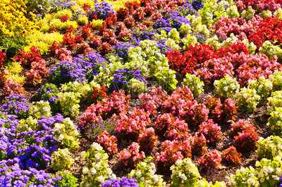 春园花卉种植缤纷展示照片摄影
